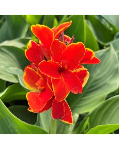 Cannova® Red Golden Flame Plant