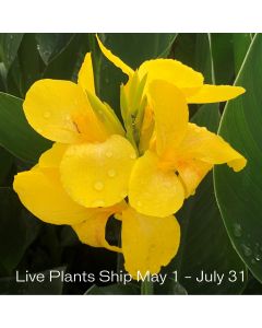 Cannova® Yellow Plant