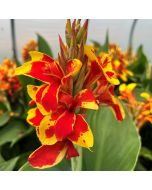 Cannova® Red Golden Flame Plant