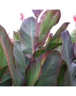 Musifolia Plant